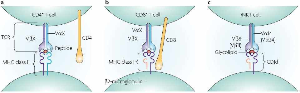 그림 2. T 세포 및 NKT 세포가 인지하는 주조직적합항원, a. CD4