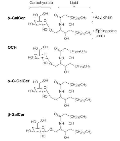 그림 3. α-GalCer과 이와 유사한 ligand의 구조