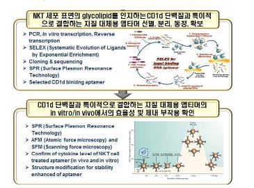 그림 7. 앱타머 기반의 차세대 NKT 세포 활성 조절 물질 개발을 위한 연구 추진 체계도