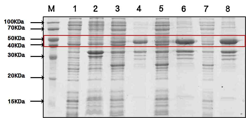 그림 9. pET 21a 과발현 시스템을 활용한 CD1d 단백질의 과발현 결과