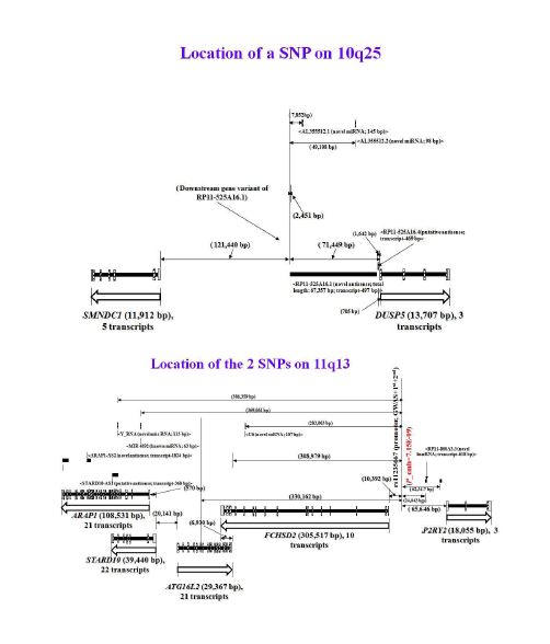 그림 6. Map of the three newly identified CD loci