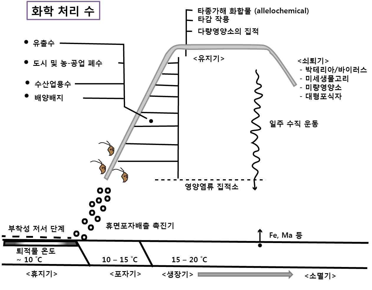 Heterosigma akashiwo 적조 발생에 관한 일반화된 모델 (Smayda 1998를 modify함)