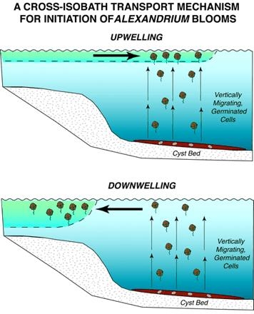 Alexandrium 적조발생 메커니즘 도식도 (Mcgillicuddy et al. 2003)