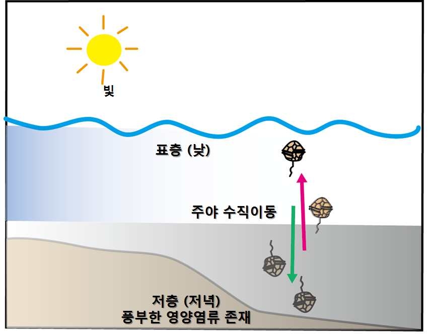 제 2세대 적조발생 메커니즘을 묘사한 모식도