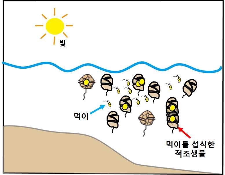 제 3세대 적조발생 메커니즘을 묘사한 모식도