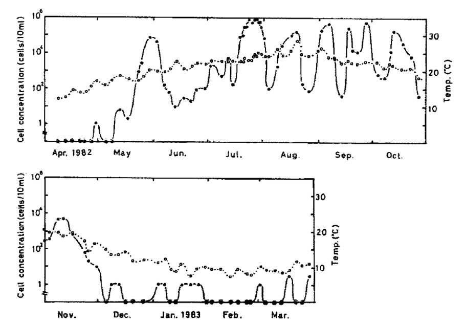 수온 변화와 수층에서의 Heterosigma akashiwo 농도의 변화 (Yamochi 1984)