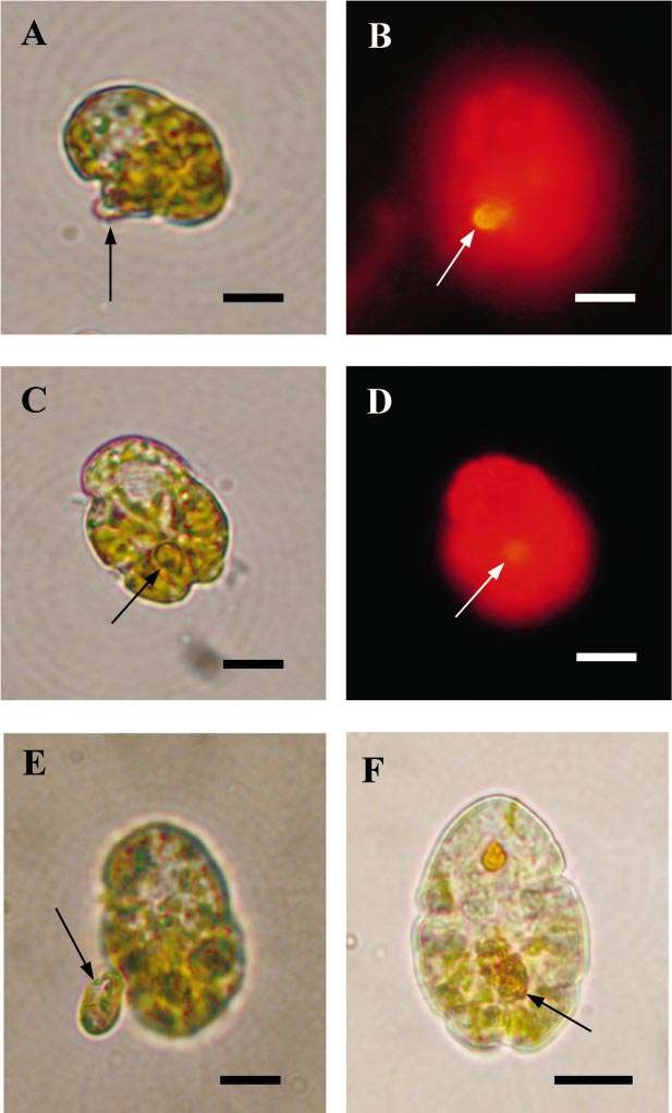 다양한 먹이를 섭식한 코클로디니움. A, B) Cryptophyte 세포를 먹고 있는 모습. C, D) Cyrptophyte를 섭식하여 코클로디니움의 세포 안에 있는 모습. E) 코클로디니움이 Cryptophyte를 먹기 위해 먹이를 포획한 모습. F) Rhodomonas 를 섭식한 코클로디니움. Scale bars=10 ㎛ (Jeong et al. 2004b)