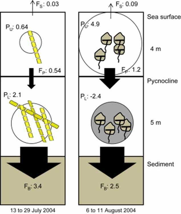 규조류 우점기간과 와편모조류 우점기간동안의 수층별 용존산소 요구량 (Haraguchi et al. 2010)