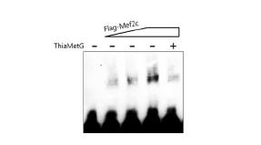 [ 그림 7. O-GlcNAcase 저해제가 Mef2c와 Myogenin promoter DNA 간의 결합에 미치는 영향 ]