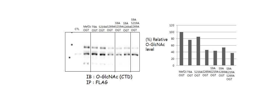 [ 그림 8. Mef2c의 single, double, triple 알라닌 치환 돌연변이체들에서 감소해 있는 O-GlcNAc 수식화 ]