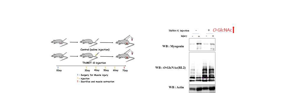 [ 그림 9. 실험쥐 모델에서 확인한 myogenin 발현에 O-GlcNAc 수식화가 미치는 영향 ]
