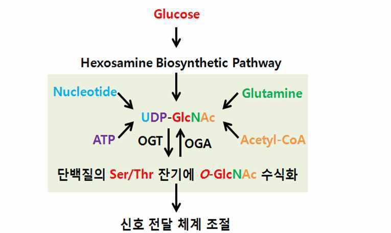 [ 그림 1. O-GlcNAc과 세포 내 각종 영양소의 관계 ]