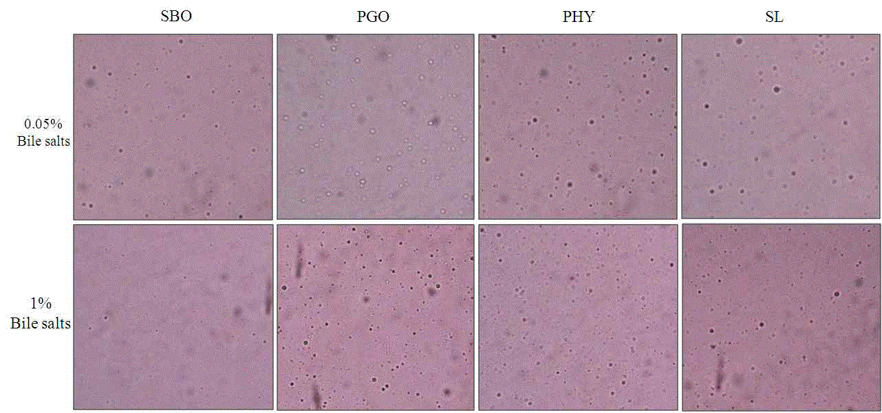 Figure 15. Microstructure of simulated chymes (SCs) produced by different concentration of bile salts under the same zoom. SBO: SC of soybean oil; PGO: SC of pomegranate seed oil; PHY: SC of physical blend; SL: SC of structured lipids