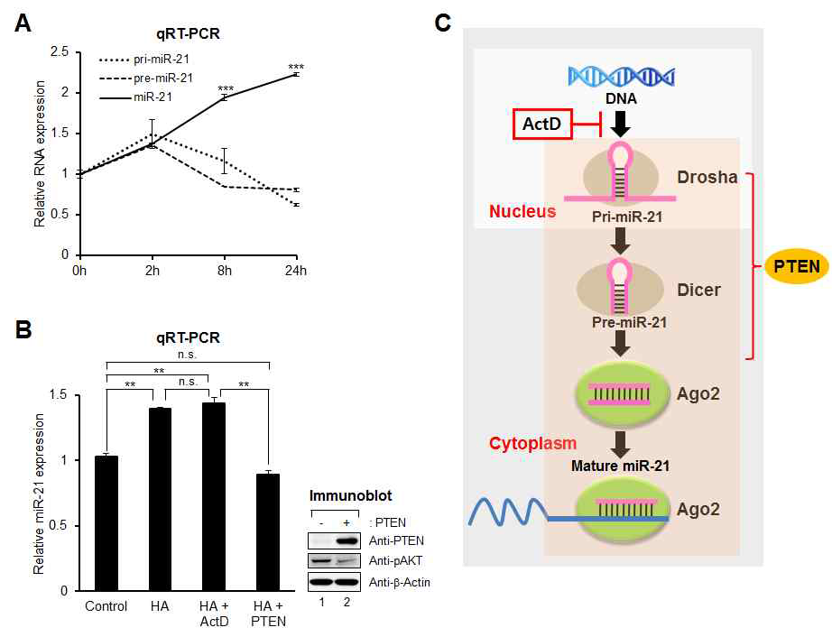 그림 7. 종양억제유전자 PTEN이 전사후 수준에서 종양 miR-21의 가공과정을 조절함