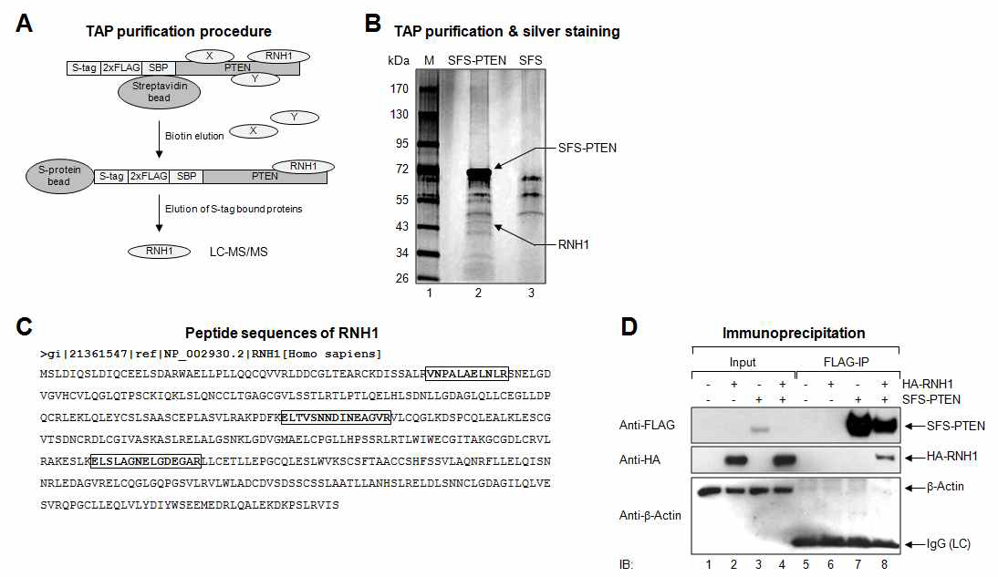그림 8. PTEN의 안정화 세포주 구축 및 tandem affinity purification 및 LC/MS/MS 기법을 통해 발굴한 마이크로 RNA 전사후 조절인자 PTEN의 새로운 결합분자인 RNH1의 분리동정 (A-C). 분리 핵심분자인 RNH1과 PTEN과 특이적 결합확인 (D).