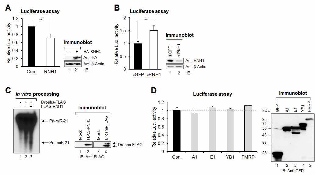 그림 10. RNH1은 pri-miR-21 processing을 조절함.