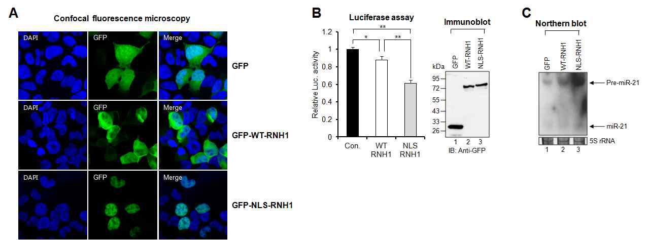 그림 11. RNH1의 nuclear localization은 pri-miR-21 processing에 매우 중요함.