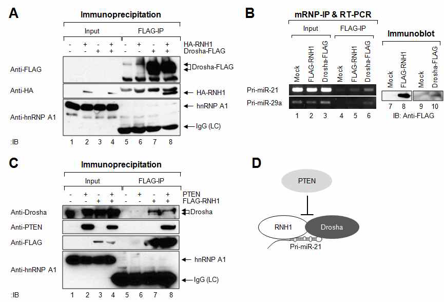 그림 12. PTEN은 RNH1이 Drosha complex와 결합하는데 저해작용을 함.
