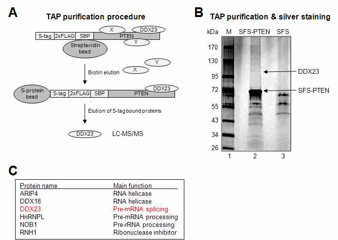 그림 13. 종양억제유전자 PTEN의 tandem affinity purification 및 LC/MS/MS 기법을 통해 잠재적인 종양miR-21 가공 전사후 조절인자로서 DDX23의 분리동정 (A-C).