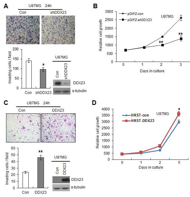 그림 15. DDX23은 뇌신경교종세포주의 침윤과 증식을 증대시킴