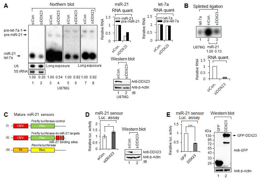 그림 16. DDX23은 뇌신경교종세포주에서 종양 miR-21의 발현을 조절함