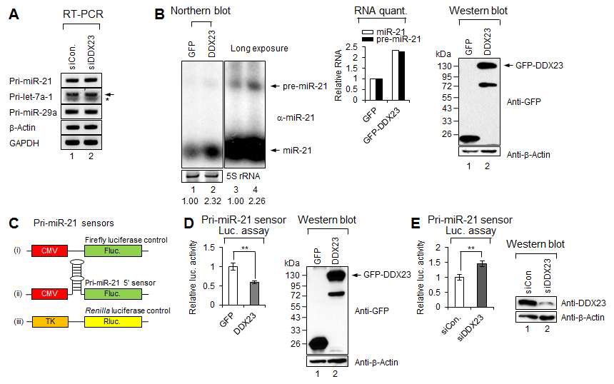 그림 17. DDX23은 종양 miR-21 발현을 Drosha 단계에서 조절함