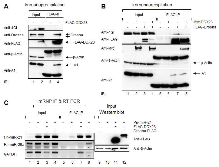 그림 18. DDX23은 Drosha microprocessor와 pri-miR-21과 특이적으로 결합함