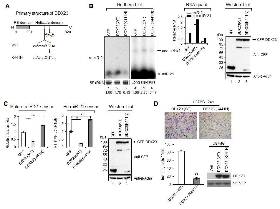 그림 19. DDX23의 RNA헬리케이즈 활성이 종양 miR-21 특이적 가공조절에 중요함