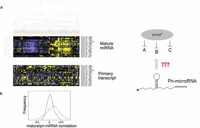 그림 1. 암환자조직과 정상조직에서 성숙 miRNA와 가공 전 pri-miRNA의 발현의 불일치