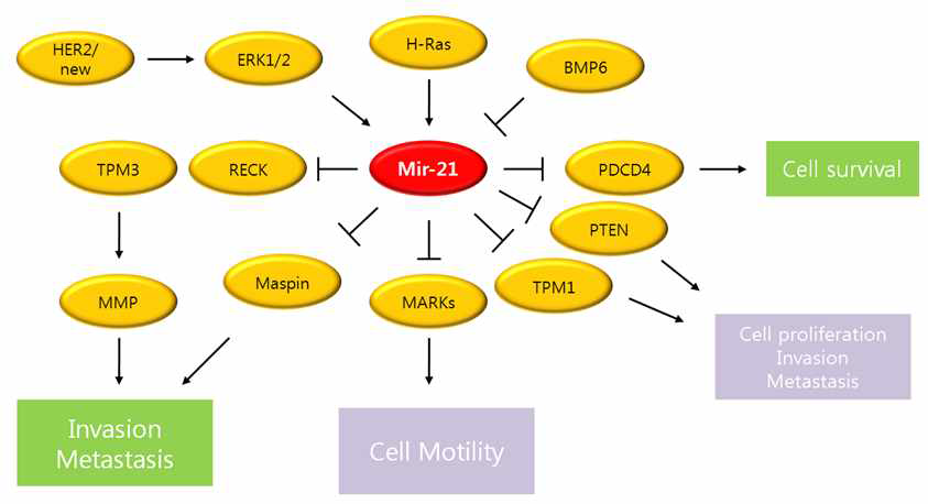 그림 2. 암의 발생, 증식, 침윤, 전이에 관련된 신호전달과정에서 종양 miR-21의 핵심역할.