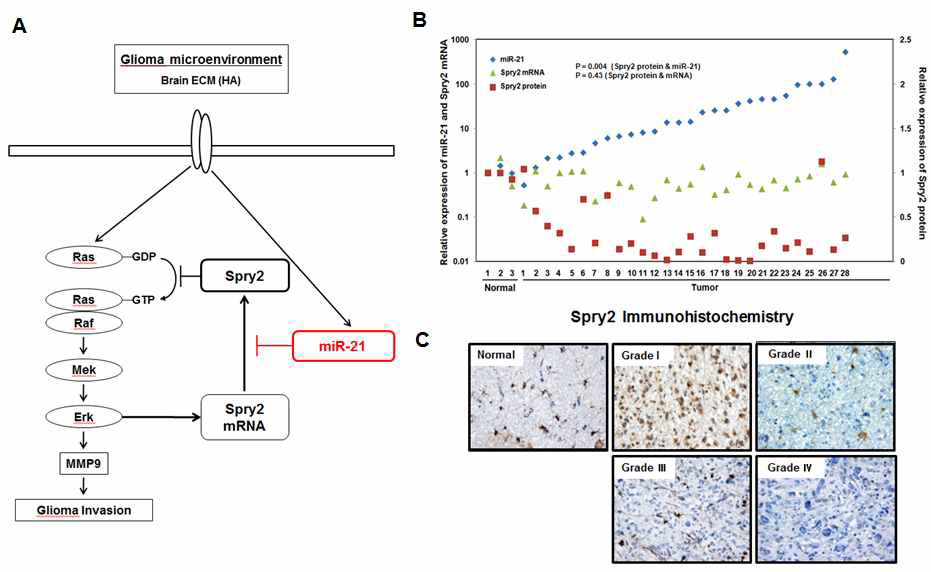 그림 4. 종양 miR-21은 MAPK 신호전달의 음성되먹임을 억제함으로서 악성뇌신경교종의 침윤을 촉진함.