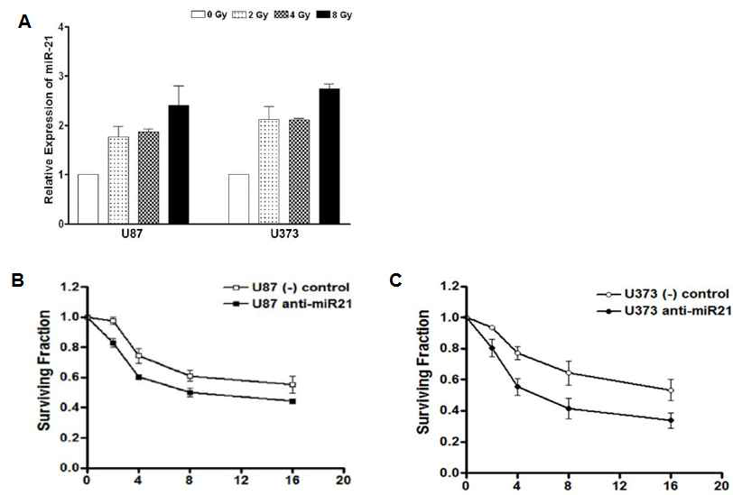 그림 5. 종양 miR-21은 악성뇌신경교종의 방사성 저항성을 유발함.