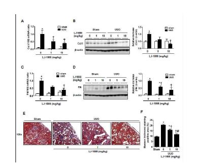 Fig 1. Preventive effect of LJ 1888 on ECM accumulation in obstructed kidneys