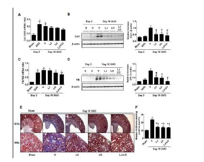 Fig 2. Therapeutic effect of LJ 1888 on ECM in progressive obstructed kidneys