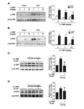Fig 3. Effect of LJ 1888 on UUOor TGF-β1-induced JNK/ERK phosphorylation