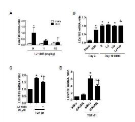 Fig 4. Effect of A3AR blockade on UUO- or TGF-β1-induced JNK/ERK phosphorylation