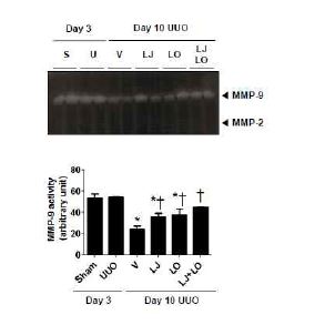 Fig 5. Effect of delayed LJ-1888 administration on MMP-9 activity