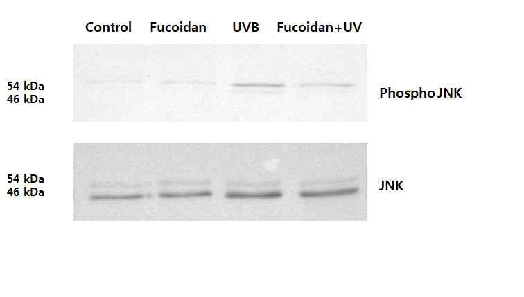 그림 3. Fucoidan에 의한 Phospho JNK 측정