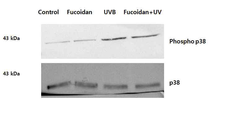 그림 4. Fucoidan에 의한 Phospho p38 측정