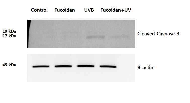 그림 5. Fucoidan에 의한 Cleaved Caspase-3 측정