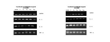 그림 6. Fucoidan의 mRNA expression