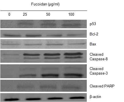 그림 9. 세포사멸 관련 단백질 발현 변화