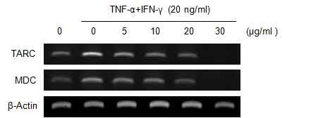 그림 13. Fucoidan에 의한 chemokine 변화