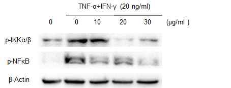 그림 15. Fucoidan에 의한 NF-κB/IBα 변화