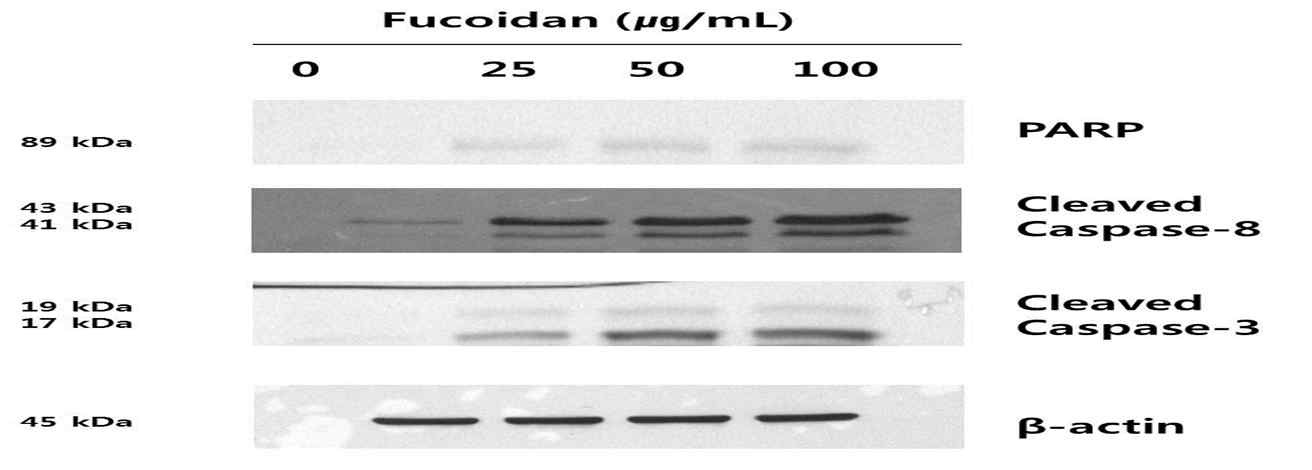 Fig. 5. Effects of Fucoidan on the protein expression levels