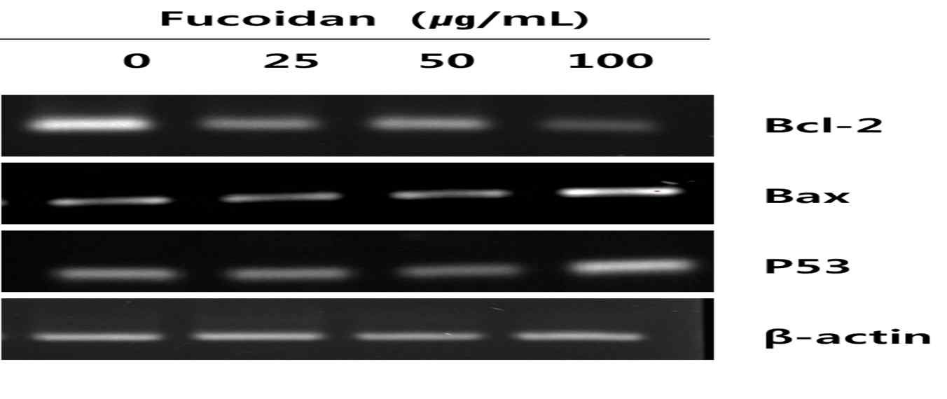 Fig. 6. Effects of Fucoidan on Bcl-2 mRNA expression levels