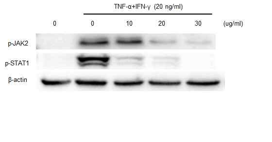 Fig. 10. Expression of JAK/STAT