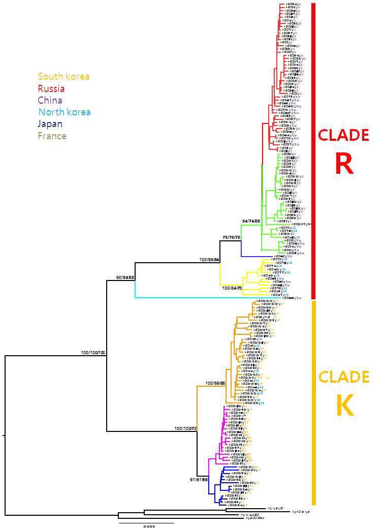 미토콘드리아 DNA 염기서열을 이용한 다람쥐의 계통도. 크게 2개의 clade로 나누어지고 각 clade내에서는 하부의 집단구조가 있음을 확인할 수 있었다