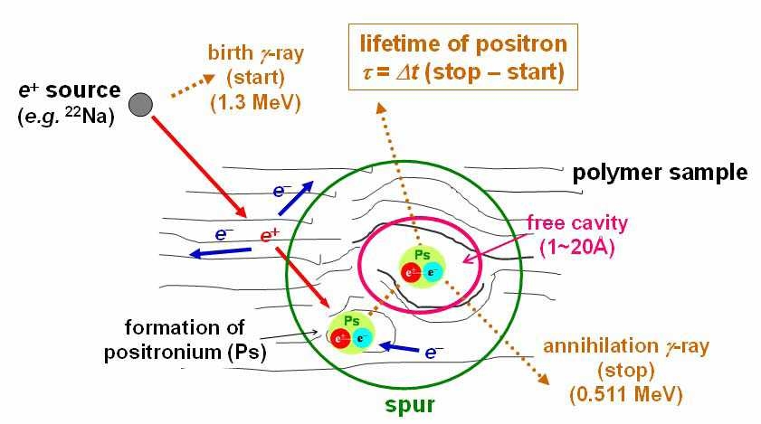 그림 3-3-2 양전자와 전자의 결합을 통한 포지트로니움의 생성 및 소멸
