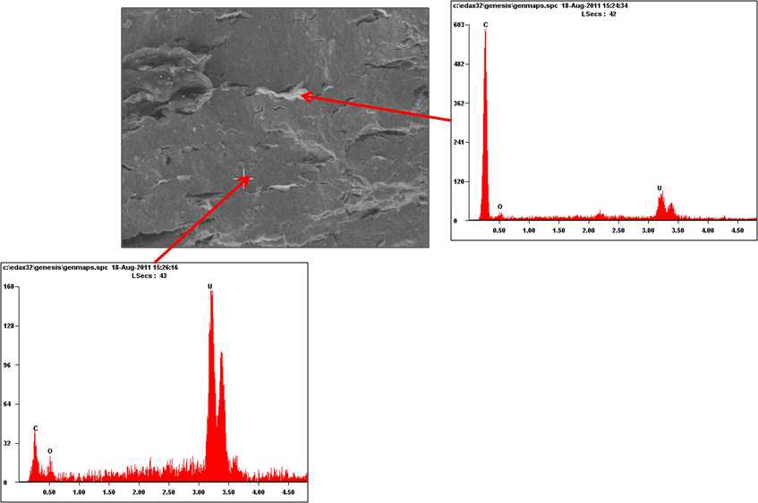 그림 32. 1,500 °C에서 5시간 소결한 UO2/5 μm xGnP 혼합 핵연료 소결체의 EDS 분석 결과